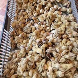 Pui de prepeliță Jumbo Gold