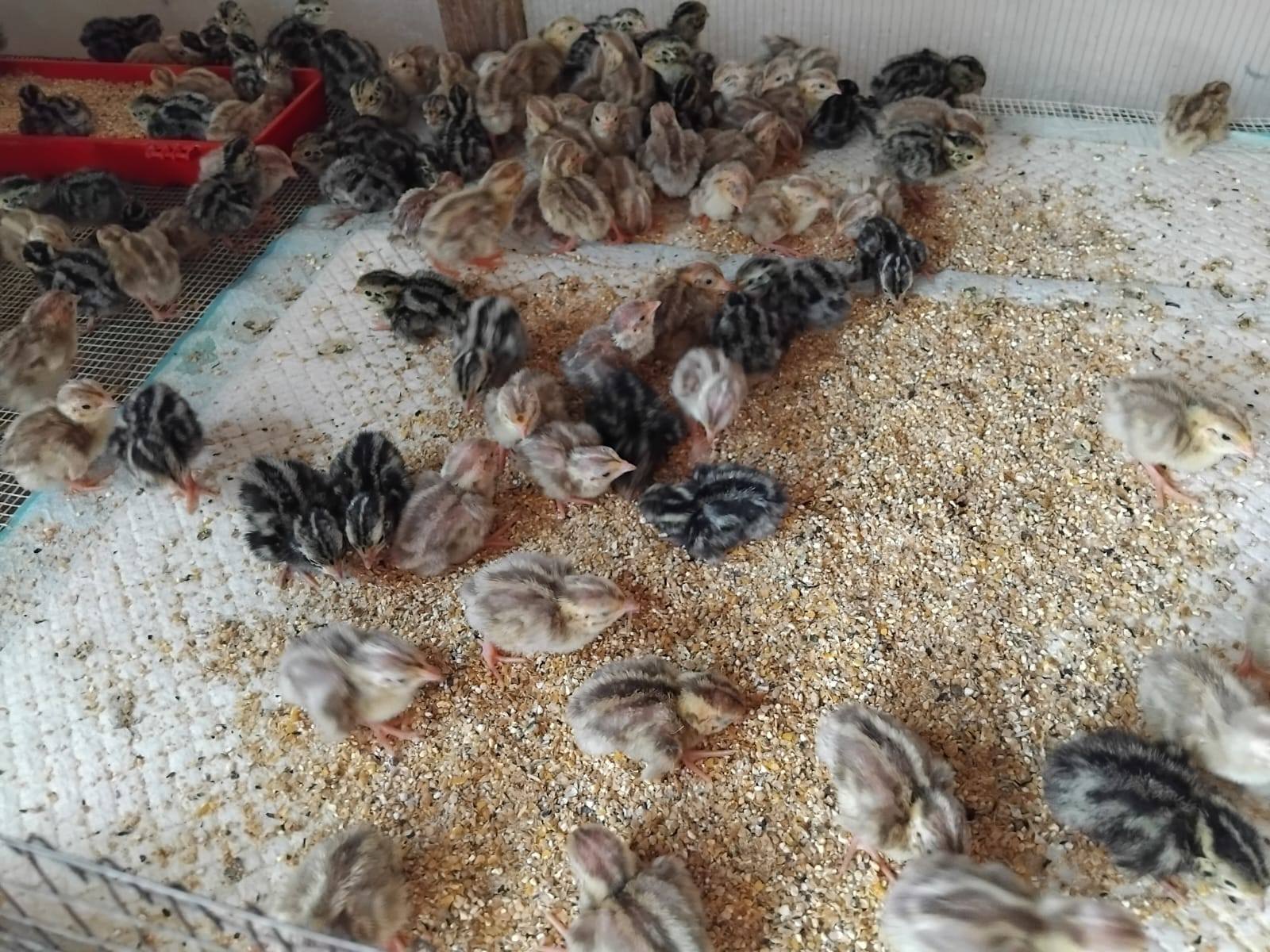 Prepelite Pui de prepeliță Polara Gigant – Prepelite OltFarm Romania