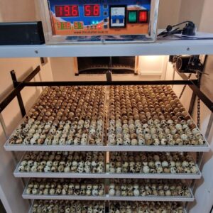 Ouă de prepeliță pentru incubat Rosetta