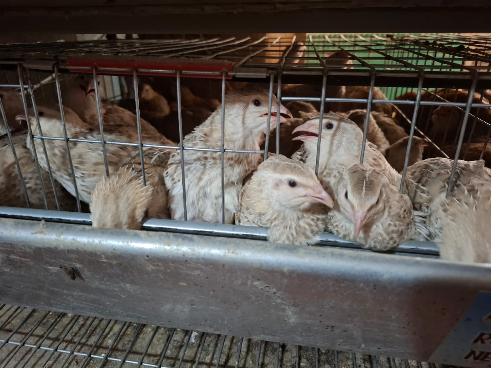 Ouă de prepeliță pentru incubat Marmură Scorțișoară - Image 3