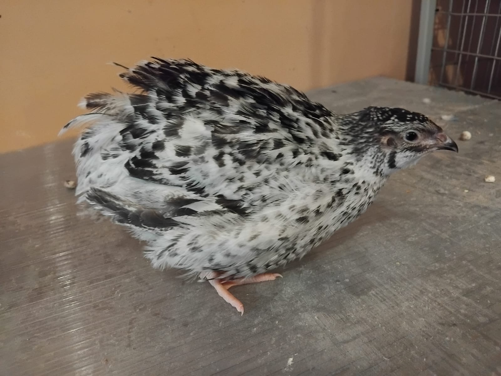 Ouă de prepeliță pentru incubat Pansy - Image 3