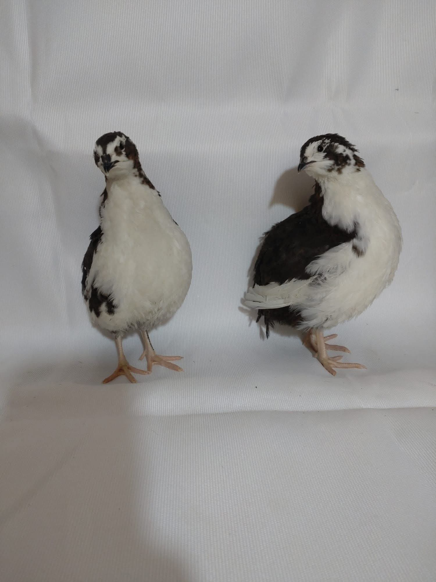 Ouă de prepeliță pentru incubat Tuxedo - Image 3