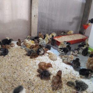 Pui de prepeliță