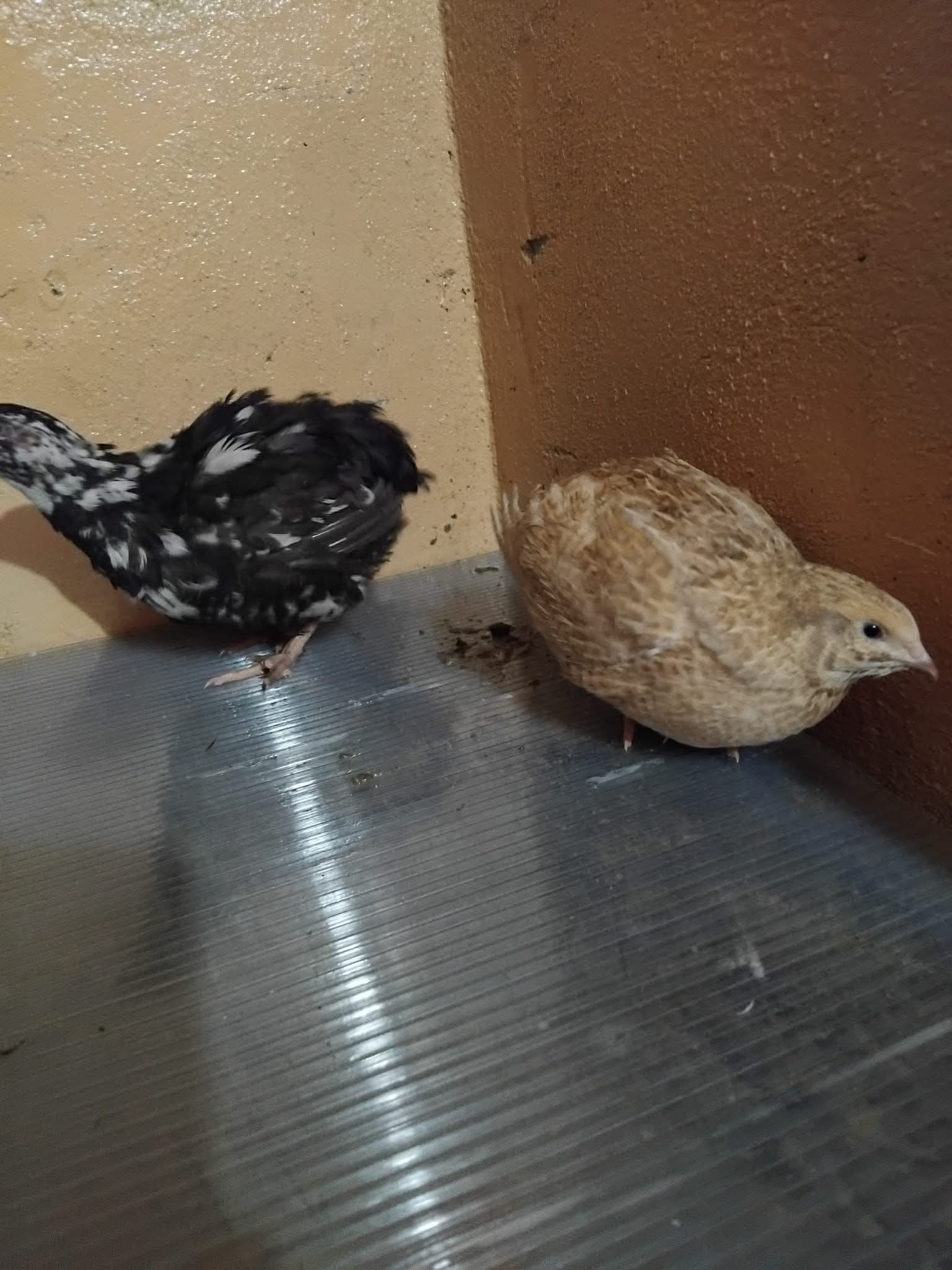 Ouă de prepeliță pentru incubat Tupfer - Image 3